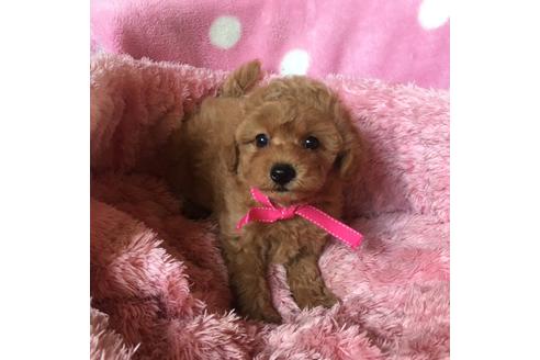 成約済の福岡県のトイプードル-34785の2枚目